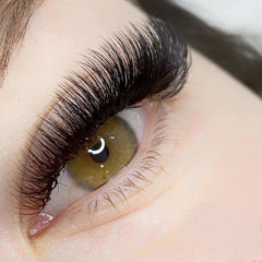 5D - Abanicos de pestañas 500 uds | D-Curl 